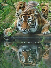 Load image into Gallery viewer, Evershine 5D Diamond Painting Cat Full Square Diamond Embroidery Animals Reflection Pictures Of Rhinestones Mosaic Home Decor